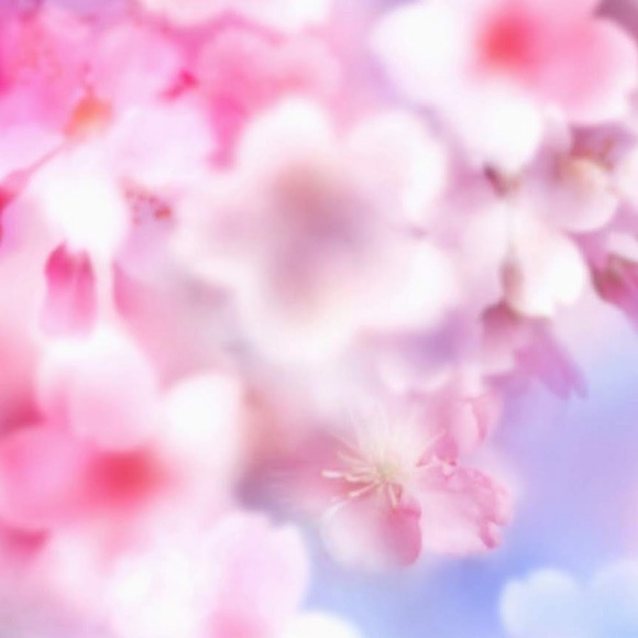 Meet your Posher, Dog - Picture 1 of 1